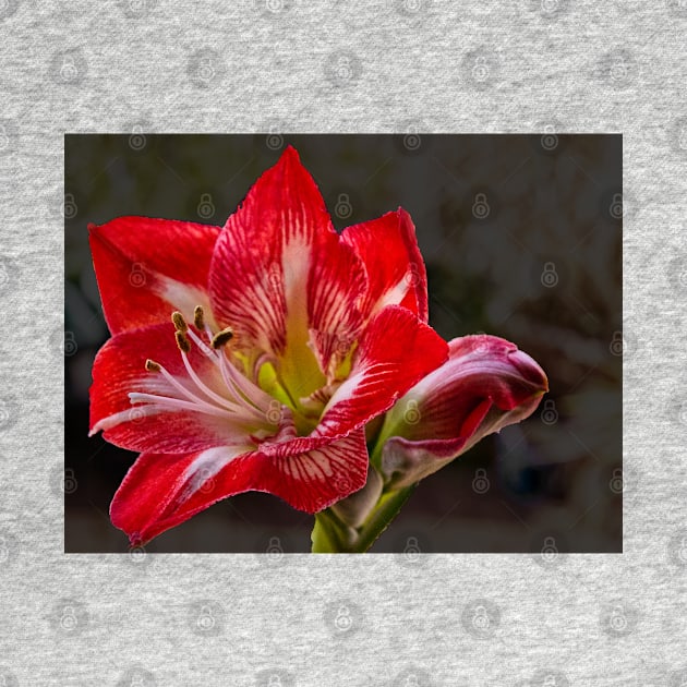 Amaryllis 1st Bloom by jalfc46